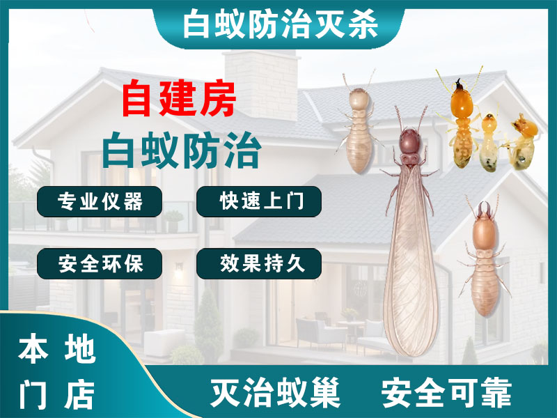 新吴自建房白蚁防治